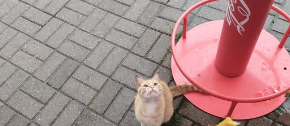 Египетская шаурма Amir Doner фото